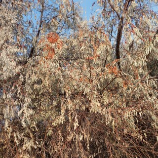 0045584e288831aca6d30f305328ceb3