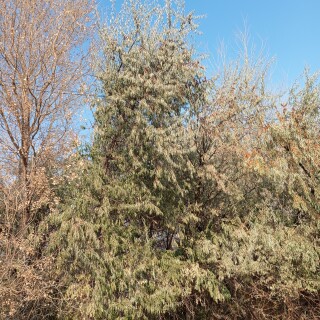 00d85701b4ae63667e95953588601f7c