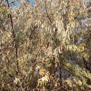 14813a736ebf03d01de283742910b806