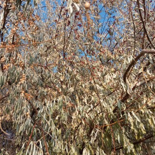 6c085a77eef36dc84f0bf3c0fa48103b