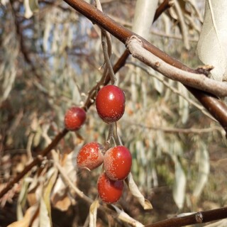 8595823f536f13742156ae374fce4ed5