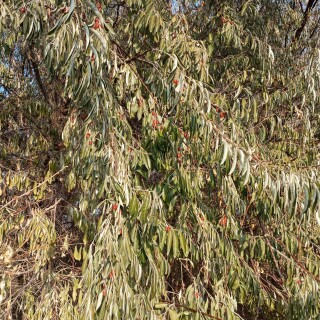 9655b9fa1422fa6e94dcf7e2bd596a8f