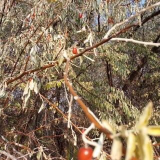 ae0dddde0af8fcb61d739157e51816f2