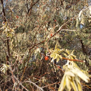 bf8333bc6aadc87722751ba8635ad0c0